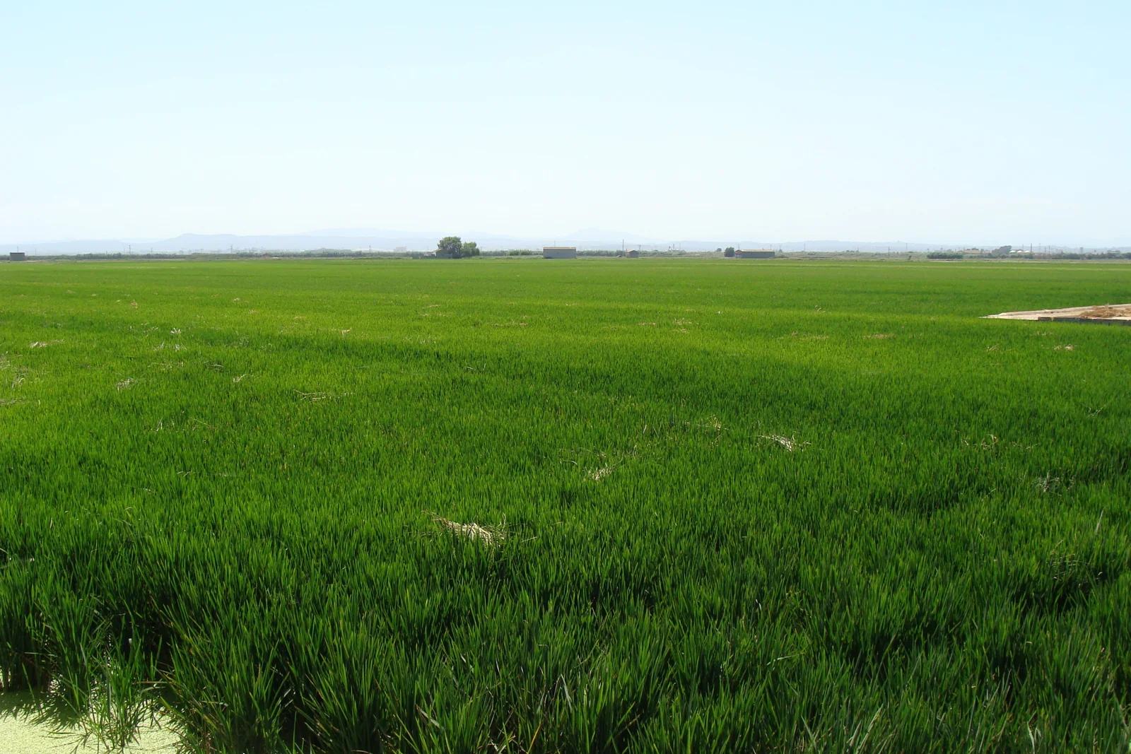 Arrozales verdes en el entorno de La Albufera de Valencia