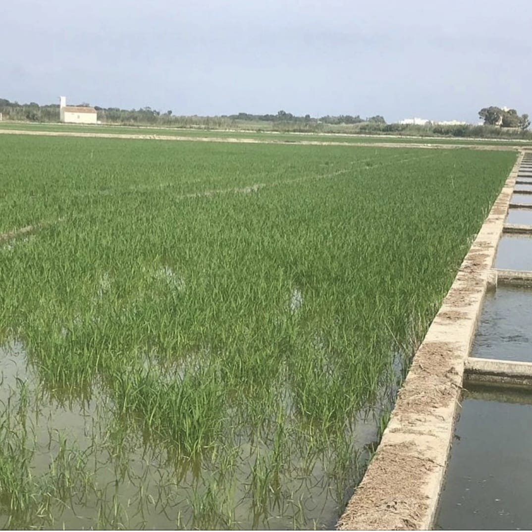 Young rice growing in a Valencian field